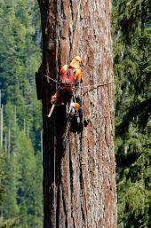 Forstarbeit im Baum Bildquelle: obs Bilddatenbank